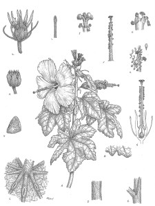 Lesley Randall, Ma’o hau hele, Hibiscus brackenridgei, pen and ink on board. © 2014, all rights reserved.