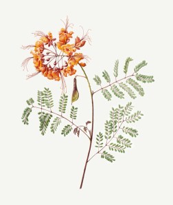 Caesalpinia pulcherrima, Red Bird of Paradise, or Mexican Bird of Paradise, watercolor by Diane Daly, © 2013, all rights reserved.