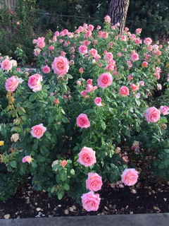 'Tania Norris' roses in full bloom. © Tania Norris, 2014.