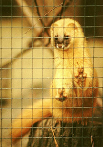 Siberian Weasel (Mustela sibirica), Zoo Dresden, Winter 2002/2003, By Altaipanther (Own work) [Public domain], via Wikimedia Commons.
