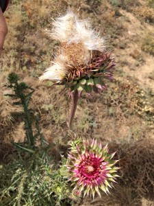 Russian Thistle (Salsola australis). Photo by Beth Stone, © 2014.
