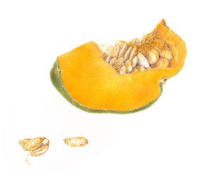 Detail of Cucurbita Maxima, watercolor by Deborah Shaw, © 2014, all rights reserved.