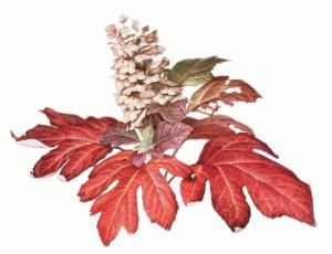 Susan Sapanara, Hydrangea quercifolia, Crimson Collar, watercolor on paper, © 2014, all rights reserved.