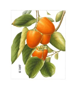 Persimmons, watercolor on paper, Gilly Shaeffer, © 2014, all rights reserved.