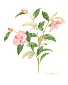 Minato-no-haru Camellia, Clara Josephs, watercolor, © 2014, all rights reserved.
