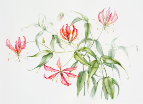 Gloriosa, watercolor by Anita Walsmit Sachs, 2014, all rights reserved.