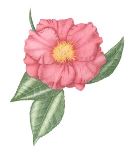 Camellia Grand Prix, by Janice Sharp, colored pencil, © 2014, all rights reserved.