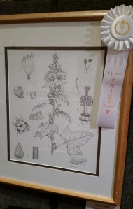 Third place winner, Lesley Randall, pen and ink of Malva assurgentiflora. © 2014, all rights reserved.