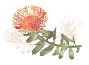 Leucospermum cordifolium, Pincushion protea, colored pencil by Estelle DeRidder, © 2015, all rights reserved.