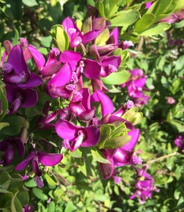 Leslie Walker found a beautiful Polygala myrtifolia to paint. Photo credit: Leslie Walker, 2015, all rights reserved.