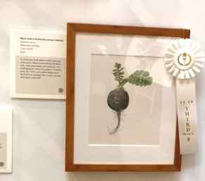 People's Choice third place award went to Asuka Hishiki's, Black Daikon Radish (Kuromaru Daikon), Raphanus sativus, watercolor on paper, © 2015 Asuka Hishiki, all rights reserved.