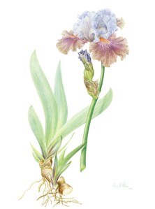 Hybrid Bearded Flag Iris, watercolor on vellum and in the artist's private collection. © 2015 Jenny Phillips, all rights reserved.