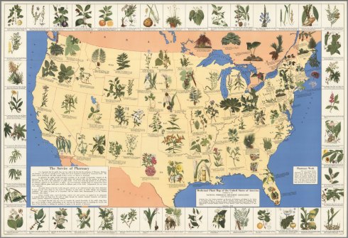 Medicinal plant map of the United States of America, David Rumsey Map Collection, 1932. Author: National Wholesale Druggists' Association, Edwin Newcomb. Publisher: Einson-Freeman Co., Inc., New York.