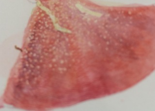 Asuka Hishiki masking fluid technique. Photo by Gilly Shaeffer, © 2015.