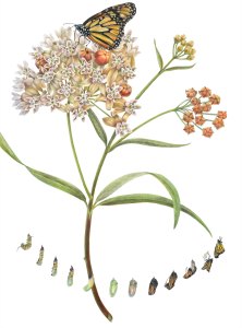 First place Peoples' Choice award: Asclepias fascicularis, Narrowleaf milkweed with Danaus plexippus by Estelle DeRidder, © 2015, all rights reserved.