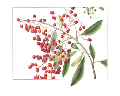 Heteromeles arbutifolia, Toyon by Gilly Shaeffer, © 2015, all rights reserved.