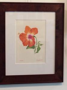 Hibiscus, colored pencil on paper by Nancy Grubb, © 2015, all rights reserved.