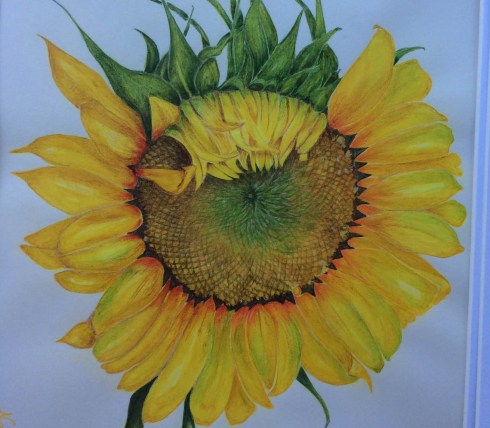 Sunflower, colored pencil and watercolor, Nancy Grubb, © 2015, all rights reserved.