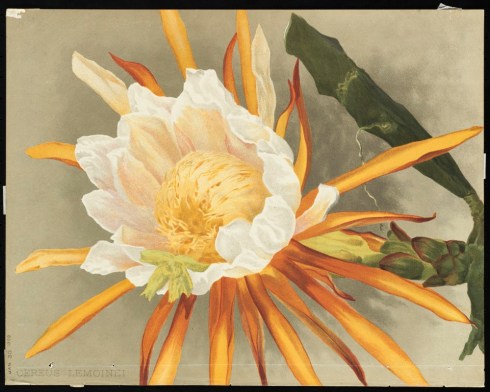 "Cereus," by Mrs. William Duffield, 1892. Massachusetts Horticultural Society Library, Box 9, Repros (shelf locator). Gift of Mrs. Fiske Warren, March, 1943. Permalink: http://ark.digitalcommonwealth.org/ark:/50959/0p097c160 This work is licensed for use under a Creative Commons Attribution Non-Commercial No Derivatives License (CC BY-NC-ND).