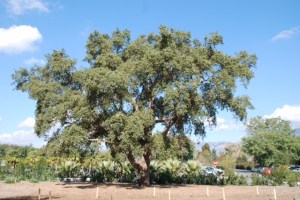 Quercus suber, Cork oak tree, from looking at trees with Jim Folsom. Photo credit: © 2015, Alyse Ochniak, all rights reserved.