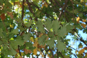 Leaves of the Quercus ruber (English Oak) outside the Botanical Ed Center. Photo credit: © 2015 Alyse Ochniak, all rights reserved.