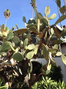 The Opuntia cactus in the courtyard at the entrance to Bowers Museum. Another beautiful Fall day in Southern California. Photo © Deborah Shaw, 2015.