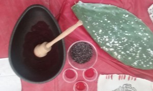 Live Cochineal (under the white on the Opuntia cactus paddle); dried Cochineal; and paint from the crushed insects. Photo by Diane Daly, © 2015, all rights reserved.