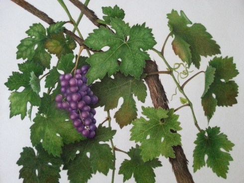 Grapes and vine, Cristina Baltayian, © 2015, all rights reserved.