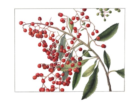 Toyon Berries, watercolor by Gilly Shaeffer, © 2016, all rights reserved.