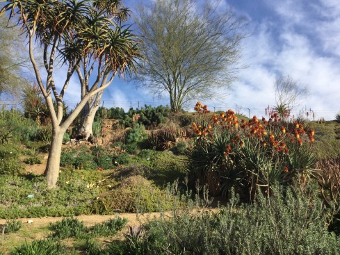 Explore the South African Garden. UC Riverside Botanic Garden. Photo: Aloe, Tania Marien, © 2016.