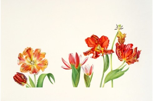 Tulip Parade, watercolor by Anita Walsmit Sachs, © 2016, all rights reserved.