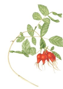 Rose Hips, Rosa californica (California Rose), Janice Sharp, colored pencil, © 2016, all rights reserved.