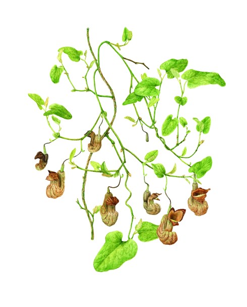 Aristolochia californica, California Pipevine, watercolor by Lee McCaffree, © 2016, all rights reserved. This painting by Lee was part of the "Weird, Wild & Wonderful" exhibition.