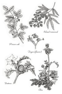 Pen and ink illustrations of California native plants by Ellie Tu, © 2016, all rights reserved.