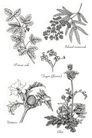 Pen and ink illustrations of California native plants by Ellie Tu, © 2016, all rights reserved.