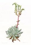 dudleya_greenei