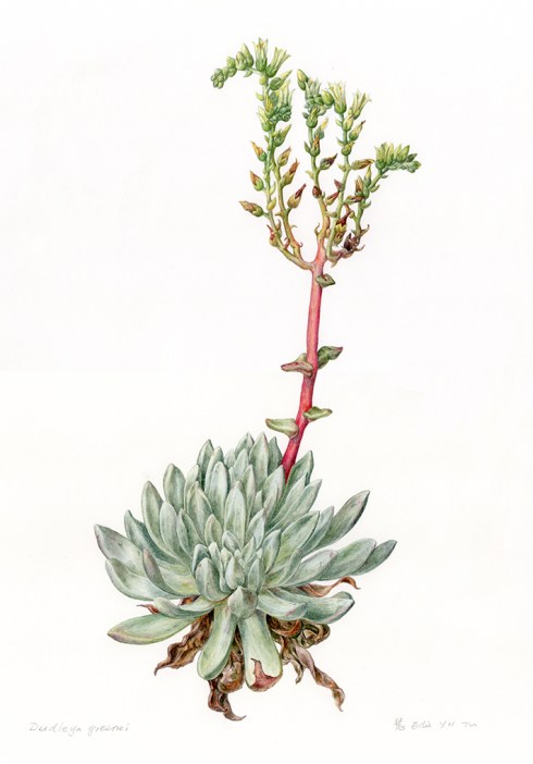 Dudleya greenei, watercolor by Ellie Tu, © 2016, all rights reserved.