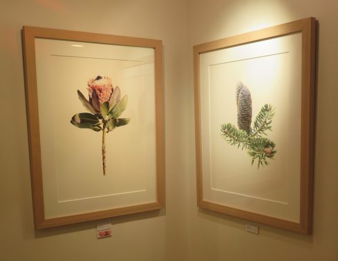 "The Beauty of Botanicals," photo by Jody Williams, © 2016, all rights reserved.