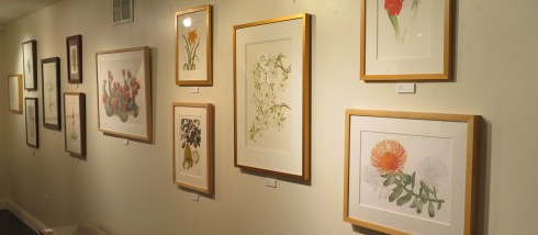 "The Beauty of Botanicals," photo by Jody Williams, © 2016, all rights reserved.