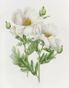 Romneya coulteri, watercolor on paper by Joan Keesey, © 2016, all rights reserved.