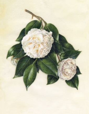 Camellia japonica 'Hakuho', Heirloom Camellia "Hakuho', Akiko Enokido, © 2015, watercolor on vellum.