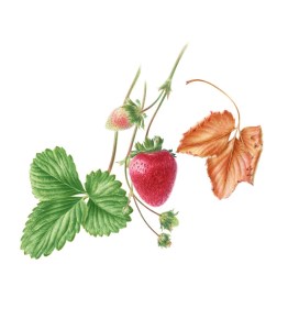 Fragaria x ananassa, Strawberry, watercolor by John Pastoriza-Piñol, © 2016.