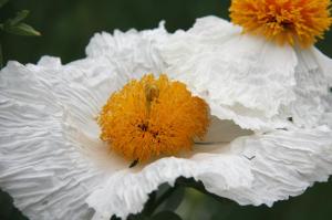 © 2016, Descanso Gardens Guild, Inc. Image information: Matilija Poppies, © Descanso Gardens.