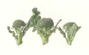Broccoli, watercolor by Asuka Hishiki, © 2016. 