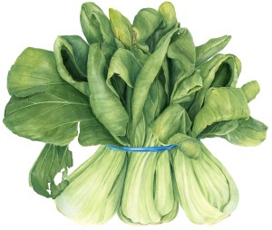 Bok choy, watercolor, by Sally Jacobs, © 2016.