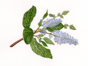 Ceanothus arboreus, Feltleaf Ceanothus, or Island Ceanothus. Watercolor, © 2016, Ellie Tu, all rights reserved.