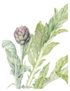 ‘Violetta’ artichokes by Pria Graves. © 2016.