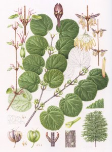 Cercidiphyllum magnificum, watercolor on paper, © 2016, Mieko Ishikawa