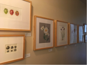 Hanging along wall in the Boddy House at Descanso Gardens.