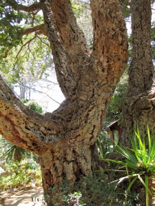 Cork oak trunk at San Diego Botanic Garden. Photo by Deb Shaw, © 2014.